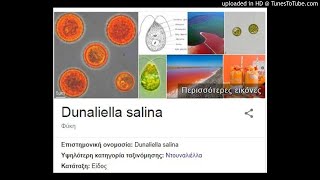 Dunaliella salina is the popular microalga for βcarotene production [upl. by Eecal]