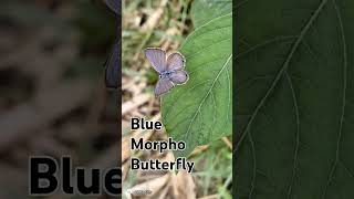 Blue Morpho Butterfly httpswwwyoutubecomchannelUCdUZ9zKeBkP8oH7ioqpKCeg [upl. by Nosloc]