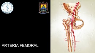 IRRIGACIÓN DE MIEMBRO INFERIOR ARTERIA FEMORAL [upl. by Gross217]