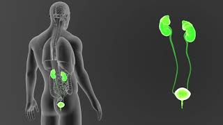 Infecciones urinarias [upl. by Tremayne]