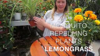 Mosquito Repelling Plants [upl. by Haiasi]