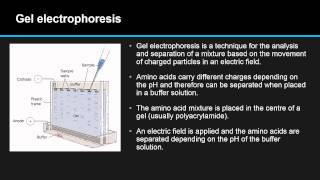 B25 Explain how proteins can be analysed by chromatography and electrophoresis [upl. by Canada]