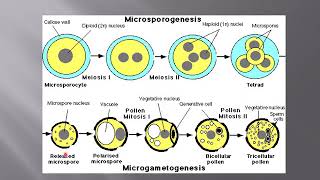 Lecture No 38 Structure And Development Of Microgametophyte [upl. by Ettari321]