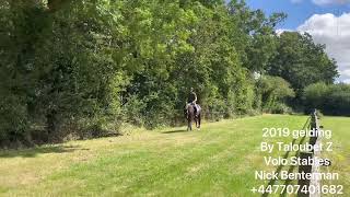 2019 gelding by Taloubet Z [upl. by Quin726]