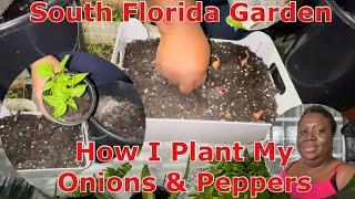 South Florida Garden  How I Plant My Onions amp Habanero Pepper Seedlings January 2024 [upl. by Jenks]