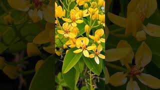 Australian Gold Vine Tristellateia australasiaeyellowflowersclimberslandscapingnaturepeace [upl. by Manara]