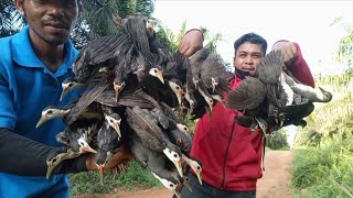 dahuk pakhikora pakhihash pakhibog dhora fadwaterhen dahuk bird trap hunting [upl. by Esaj]