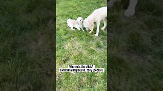 My dogs play fighting over a stick in the yard [upl. by Oguh]