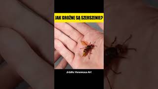 JAK GROŹNE SĄ SZERSZENIE [upl. by Naujed442]