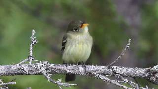 Yellow bellied Flycatcher [upl. by Lilak]