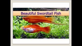 Beautiful Swordtail Fish Facts [upl. by Roz]