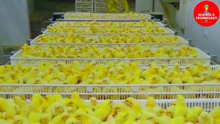 AMAZING FULL PROCESS OF MODERN HIGHTECH CHICKS HATCHERY MODERN POULTRY HATCHERY TECHNOLOGYFARMING [upl. by Aicarg]