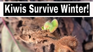 How To Grow A Kiwi Tree From Seed  Over Winter Update [upl. by Schalles472]