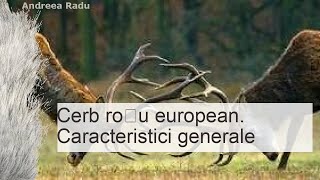 Cerb roșu descriere și principalele caracteristici ale cerbului de coarne europene [upl. by Mistrot702]