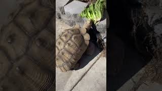 Giant Sulcata Tortoise [upl. by Us]