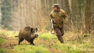 Excellent hunting for wild boar video collection of good shots [upl. by Leonor]