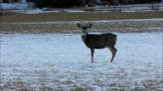 Mule Deer on the Run [upl. by Anola]