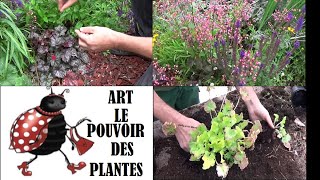 Jardinage heuchèreheuchèra Faire la Taille lentretien et la division Plante vivace [upl. by Skerl503]