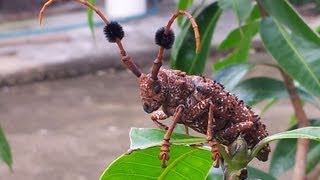 Longhorn Beetle Aristobia Horridula Thailand [upl. by Beryle]