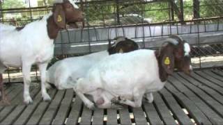 Nimbkar Boer Goat Farm 4  HusbandryCaring [upl. by Kannry204]