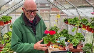 Want Bushy Zonal Pelargoniums  then you have to have to start work with young plants [upl. by Halsey122]