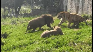 【老虎VS獅子】動物園裏一只獅子與一只老虎發生爭鬥【tiger vs lion】 [upl. by Guildroy]