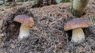 Porcini e funghi quotsegnaliquot di clima secco [upl. by Jamill]