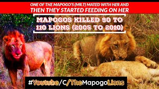 Mapogos Killed 90 to 110 Lions 2005 to 2010 [upl. by Acirtal]