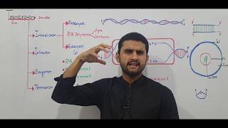 Ch20 Lec 15 Transcription Fsc Part2 UrduHindi lecture MDCATNEET NCERT By M Bilal Chaudhary [upl. by Dorcia644]