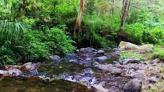 Calming River Sounds of Mountain Stream and Gentle Waterfall for Sleep Study Insomnia Meditation [upl. by Reuben824]