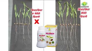 धन्वंतरी कंपनीच्या बिजोरीची बीज प्रक्रिया कशी करावी Dhanwantri Bijorich Seed Treatment 9049338834 [upl. by Leon]