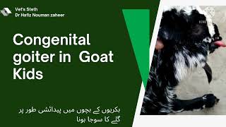 Goiter in kidsiodine deficiency in GoatsTreatment amp prevention By Dr Hafiz Nouman zaheer [upl. by Obrien459]