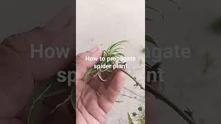 How to propagate spider plants from there branches 🌿🌹🌿spiderplant propagation nature viralvideo [upl. by Adnawak]