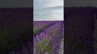 This is your sign to explore the beauty of the lavender fields in Valensole 🇫🇷lavender provence [upl. by Ainud]