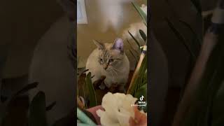 Cats eyes cats kittens animals catvideos [upl. by Deeann608]