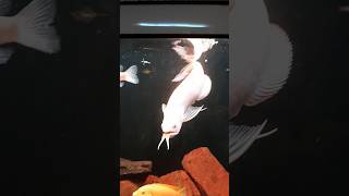 ALBINOS ARE THE BEST albino arowana underwater paradise aquarium [upl. by Hettie]