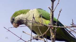 Mönchssittiche Myiopsitta monachus  Südspanien [upl. by Streeter397]