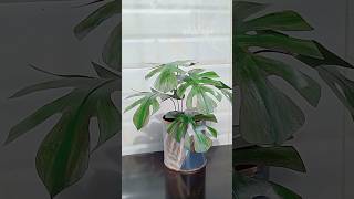 DIY Fake Plant 🌱 shorts creative diy [upl. by Nady]