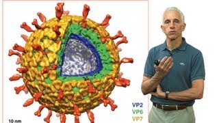 Stephen Harrison Harvard Part 3 Nonenveloped virus entry [upl. by Ambrosia]