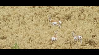 Pronghorn 30 seconds [upl. by Spain478]