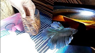 How to culture infusoria  Simple live food culture for growing betta fry [upl. by Yerggoeg836]