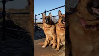 carlisle castle medieval epic history germanshepherd dog foryou reels shorts [upl. by Anoynek]