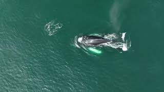 Playful Humpback with Dolphin [upl. by Reginauld384]