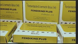 FendikindPlusFenbendazole amp Ivermectinइस बोलस का उपयोग पशुओं में कब कैसे करें  Manjhi Veterinary [upl. by Hanako]