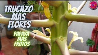 Como Capar Un Árbol De Papaya Para Que No Crezca Y Cuaje Todo El Fruto  Grandes Resultados [upl. by Nottage]