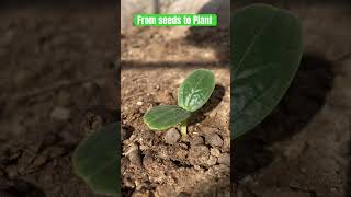 Growing Plants from Seeds The Journey Begins GardeningTips farming shorts homegrown youtube [upl. by Kirsteni61]