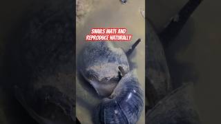 Its funny to see Snails mating and reproducing naturally funny snails farm shorts tiktok [upl. by Nadeau]