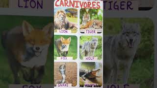 Food Habits of Animals  Herbivores Carnivores Omnivores and Scavangers [upl. by Hcurab174]