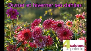 Diviser et hiverner ses dahlias  Les 4 Saisons du jardin bio [upl. by Girard1]