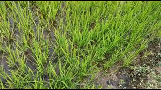 RABI PADDY CULTIVATION [upl. by Ede720]